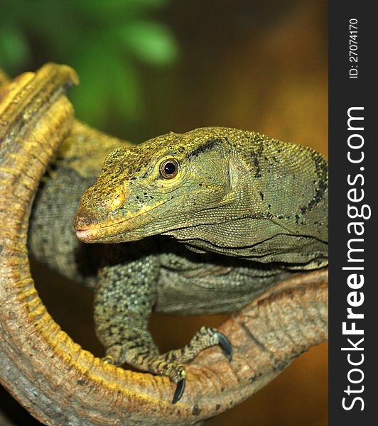 Monitor Lizard Hiding In Coiled Vines