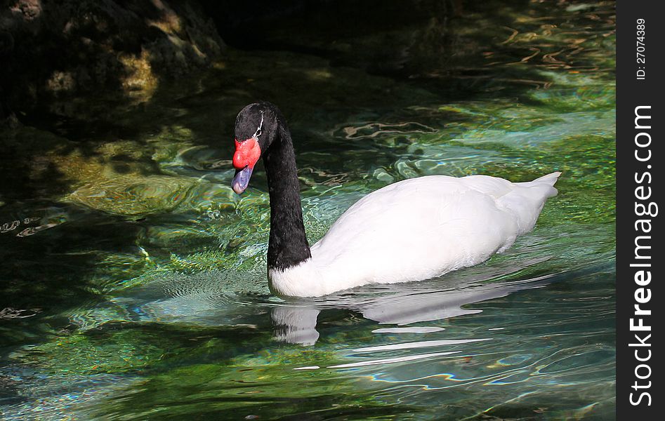 Black Neck Swan Swimming In Green Water