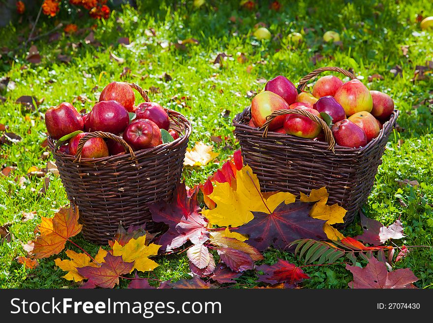 Basket With Red Apples