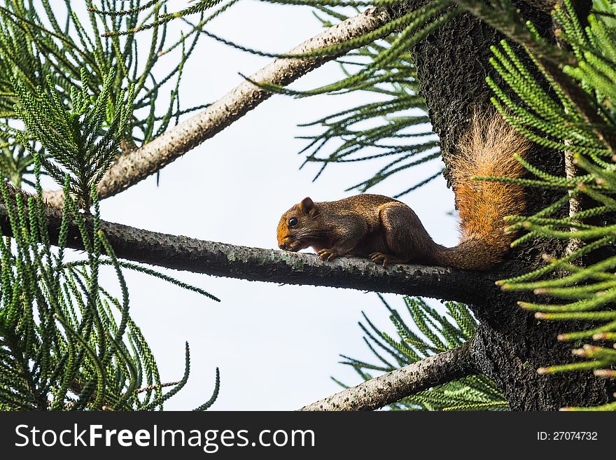 Asian red tree squirrel laying on branch of pine tree