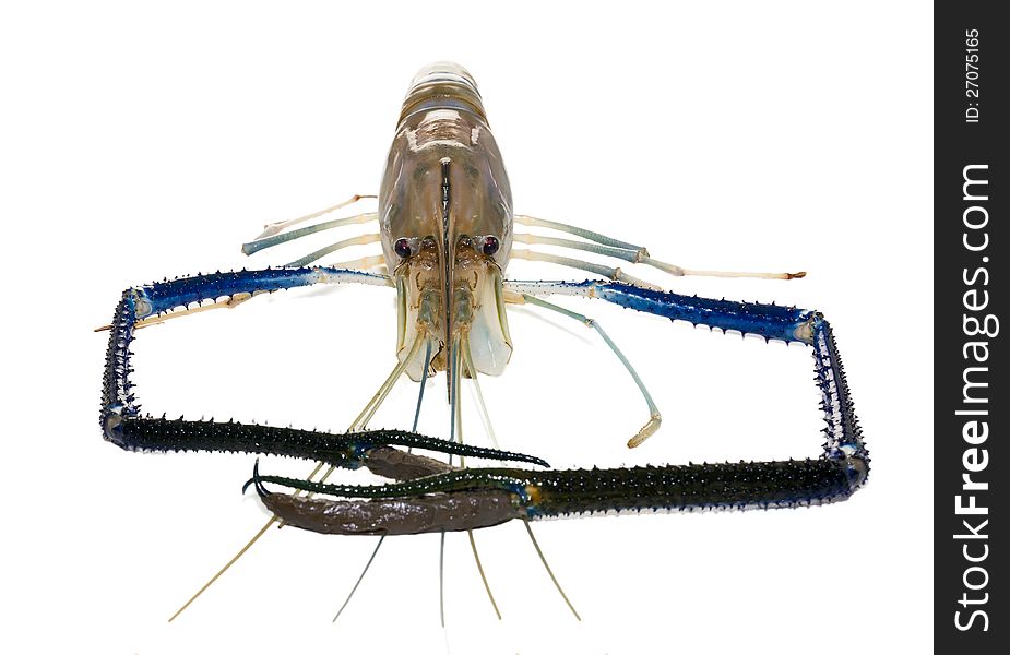 Giant Freshwater Prawn (Macrobra chium rosenbergii de Man) on white background