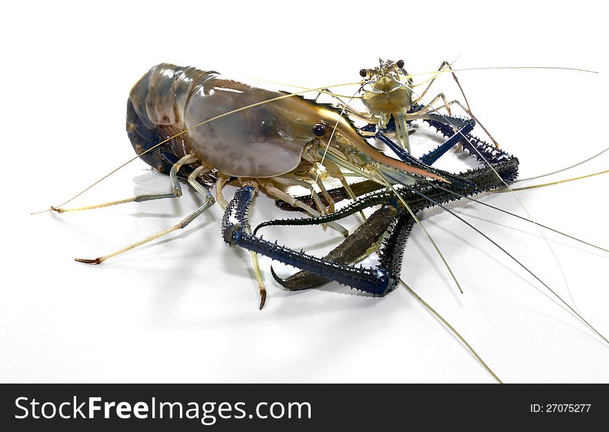 Giant Freshwater Prawn (Macrobra chium rosenbergii de Man) on white background