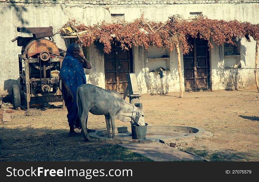 Old indian senior female with cow in noon