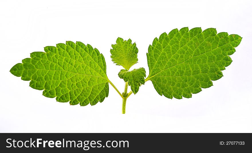 Macro details on a single macro leaf. Macro details on a single macro leaf