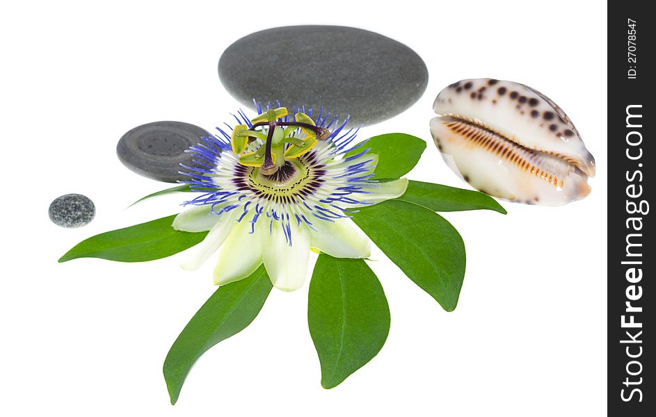 Passionflower flower with stones and cockleshells on a leaf, on the white