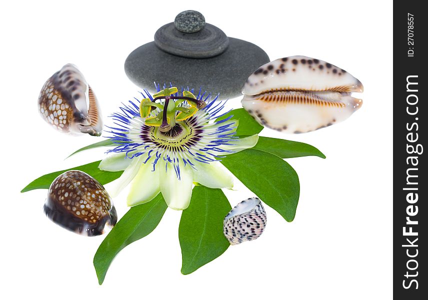 Passionflower flower with stones and cockleshells on a leaf, on the white. Passionflower flower with stones and cockleshells on a leaf, on the white