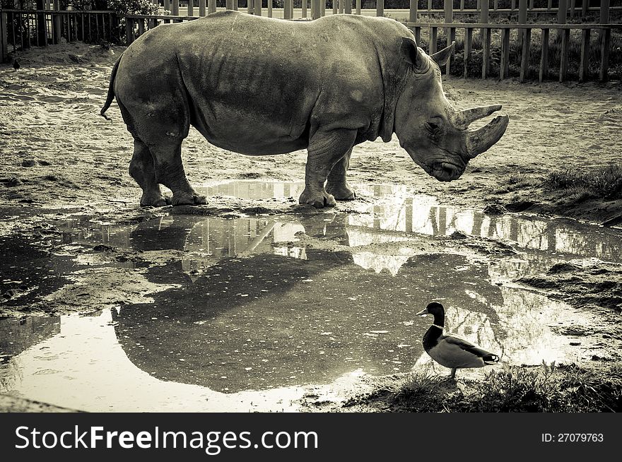 Rhino and duck out doors