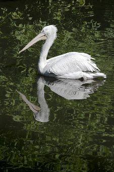 Swimming Pelican Royalty Free Stock Image Swimming Pelican Royalty Free Stock Image