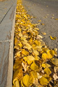 Yellow Fallen Leaves On The Sidewalk Stock Image Yellow Fallen Leaves On The Sidewalk Stock Image