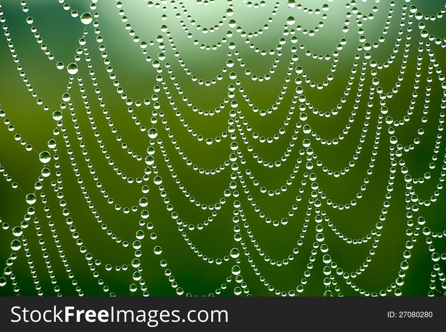 Spider net with water drops