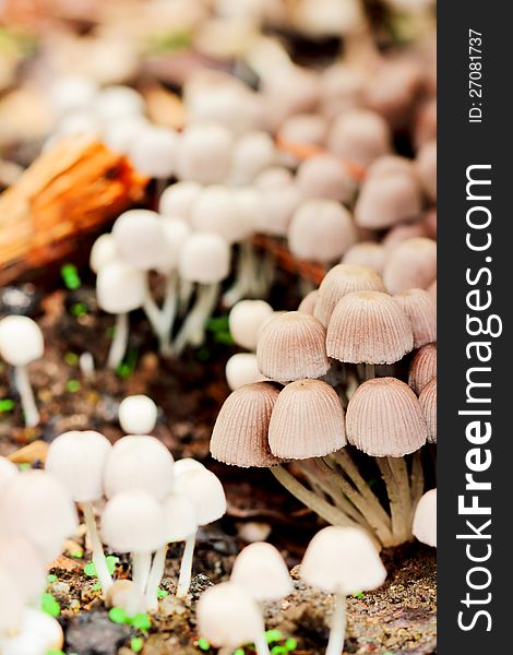 A bunch of white mushrooms, edible and poisonous