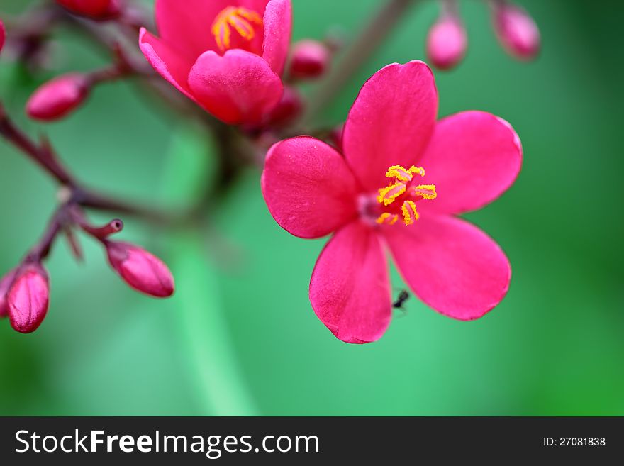 Wild red flowers,green nature background. Wild red flowers,green nature background