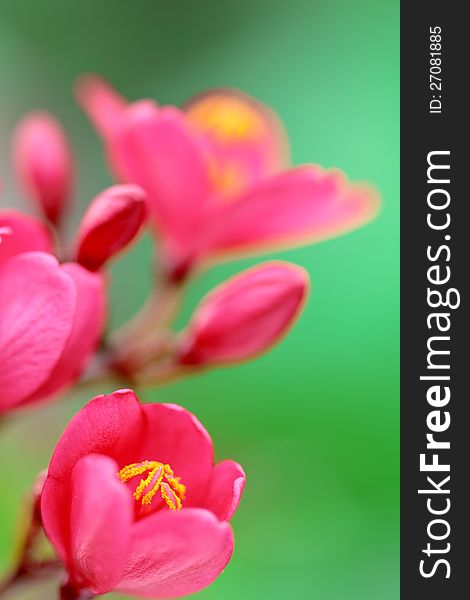 Wild red and pink flowers,green nature background. Wild red and pink flowers,green nature background