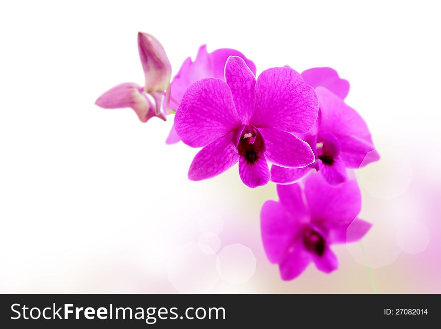 Flower beautiful orchid on pink and white background. Flower beautiful orchid on pink and white background