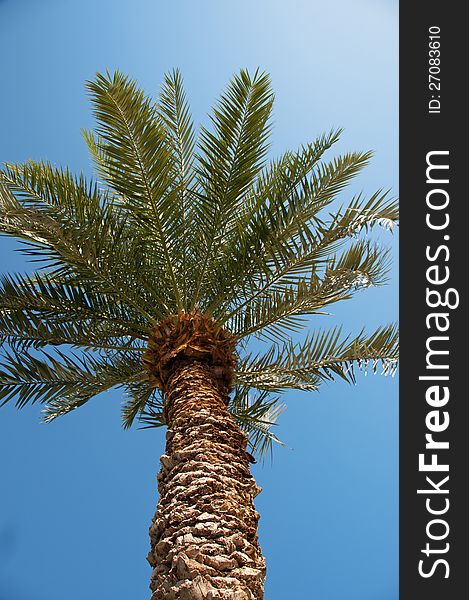 Date-palm photographed from the bottom point against the blue sky. Date-palm photographed from the bottom point against the blue sky