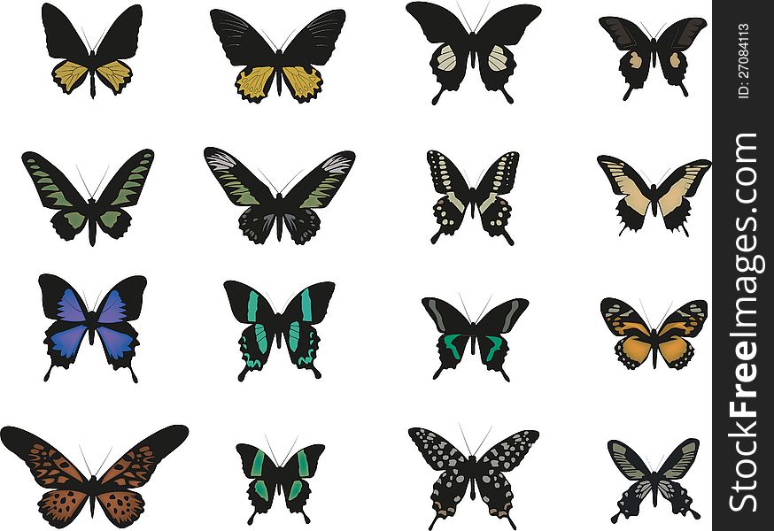 Small set of exotic butterflies. Small set of exotic butterflies