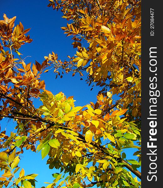 Branches of an autumn tree against a blue sky. Branches of an autumn tree against a blue sky.