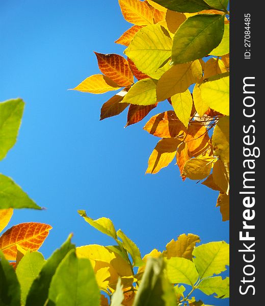 Leaves of an autumn tree against a blue sky. Leaves of an autumn tree against a blue sky.