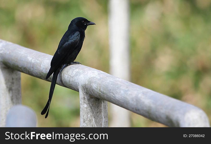 A black cuckoo perched on an iron pipe