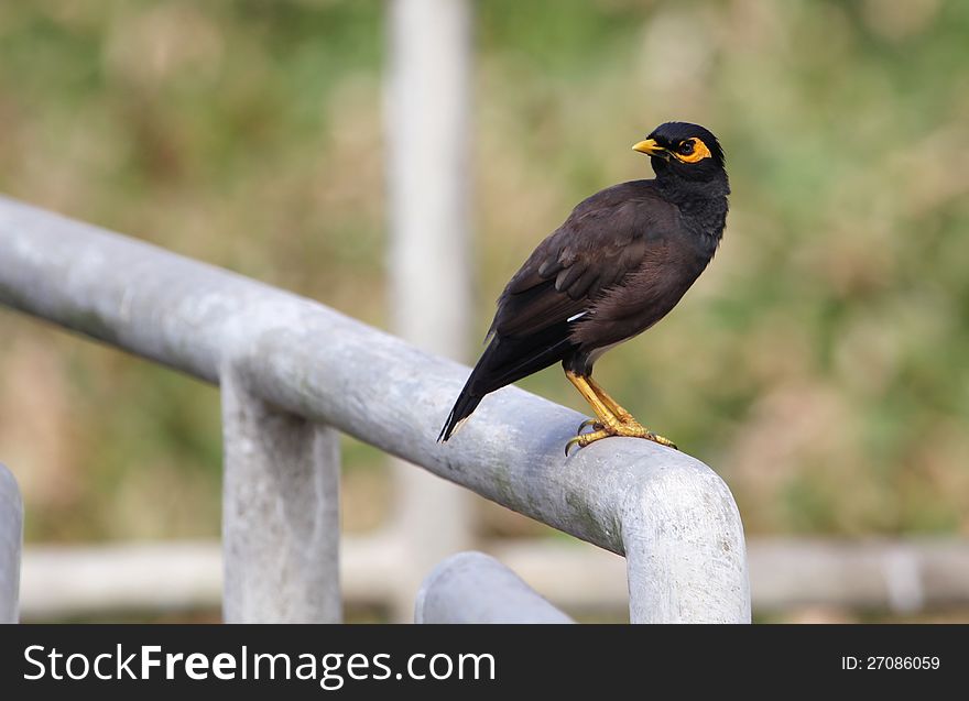 Common mynah on an iron pipe nearby the lake