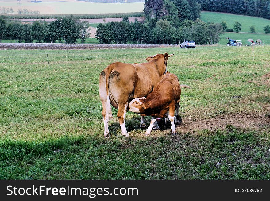 A Cow With Her Little Calf