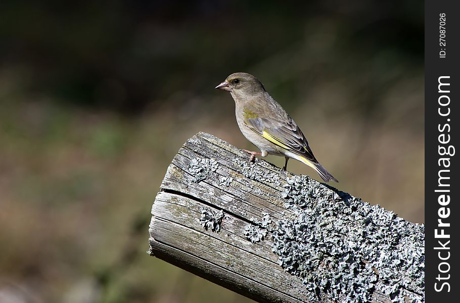 A female greenfinch on an old wooden fence pole. Uppland, Sweden. A female greenfinch on an old wooden fence pole. Uppland, Sweden