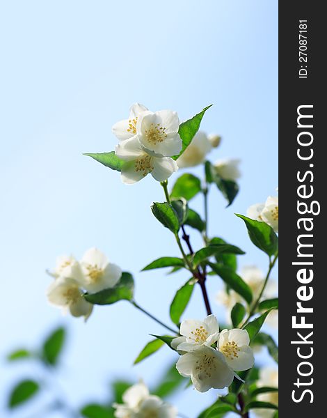 Closeup of freshness jasmine branch against blue sky. Closeup of freshness jasmine branch against blue sky