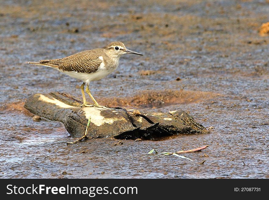 Common snipe standing on a wooden log in swamp