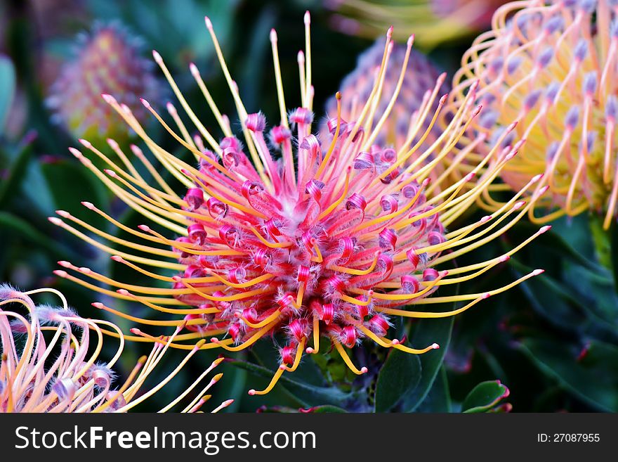 Close up of common pincushion protea blossom