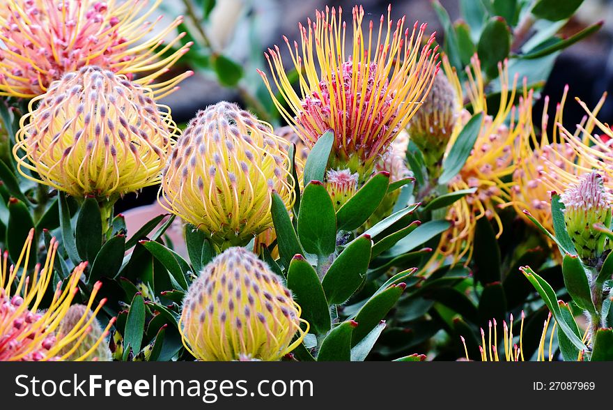 Close up of common pincushion protea blossom