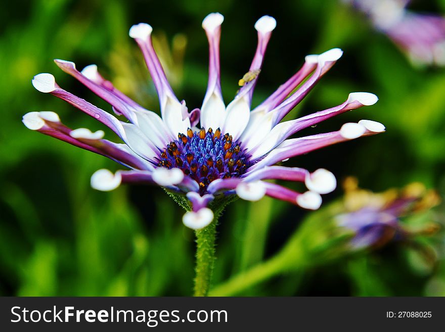 White  Spider Osteospermum