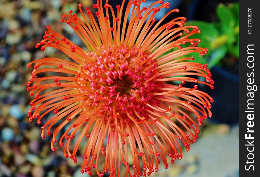 Close up of common pincushion protea blossom