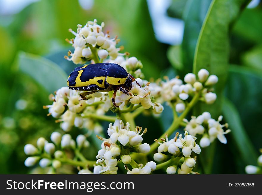 Close up of Pachnoda sinuata fruit beetle. Close up of Pachnoda sinuata fruit beetle