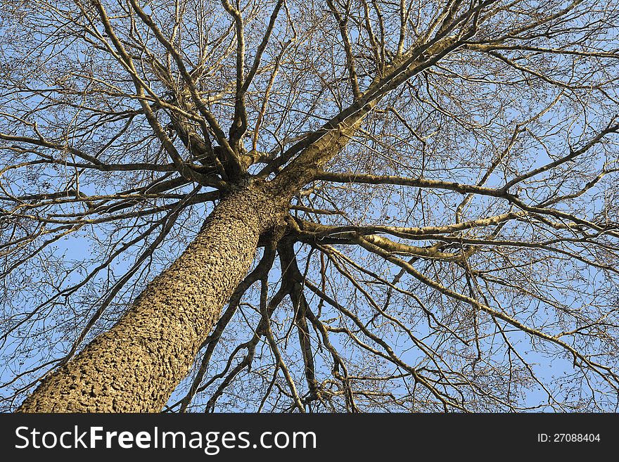 Winter tree against clear sky, view from below. Winter tree against clear sky, view from below