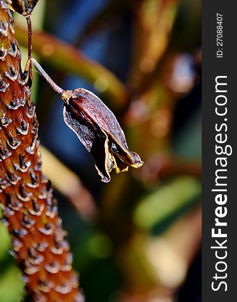 Close up of dried up aloe vera blossom