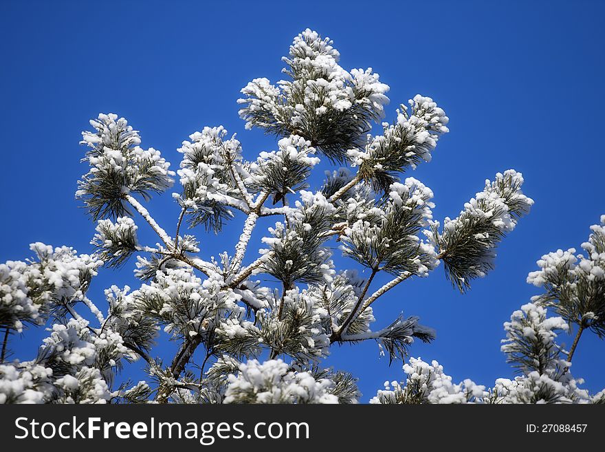 Pine-tree in winter against clear blue sky