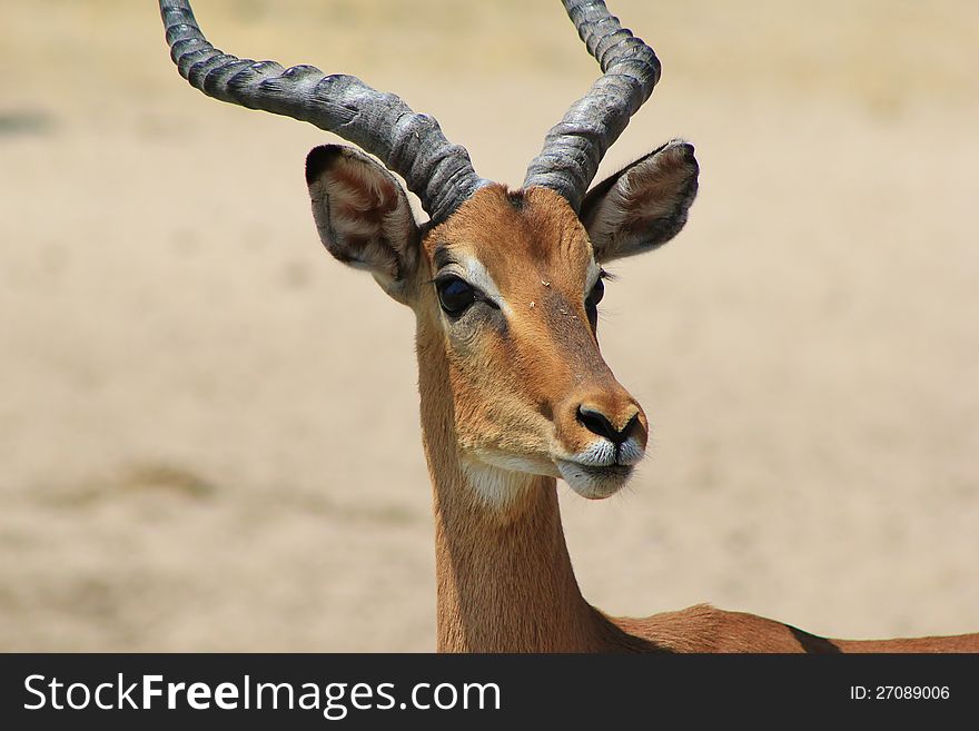 An Impala ram at a watering hole. Photo taken in Namibia, Africa. An Impala ram at a watering hole. Photo taken in Namibia, Africa.