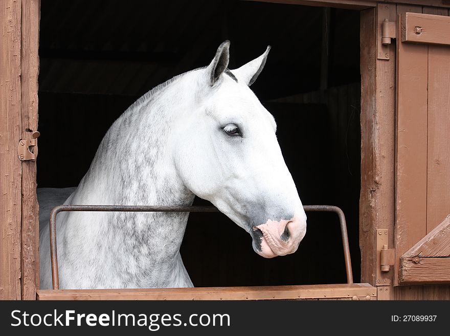 A Lovely Grey Horse Looking Out of the Stable Door. A Lovely Grey Horse Looking Out of the Stable Door.