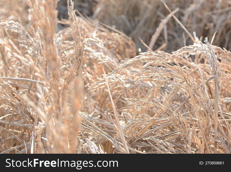 Rice Field Withered Sick Rice Field