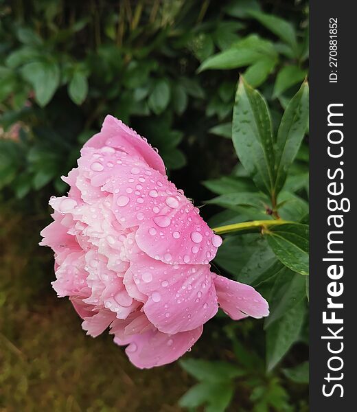 Peony after the rain in my garden
