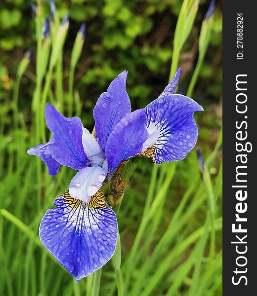 Iris after the rain in my garden