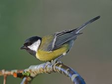 Free Bird Great Tit &x28;Parus Major&x29; Royalty Free Stock Photos - 27091298