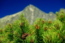 Scrub In High Tatras Royalty Free Stock Photos Scrub In High Tatras Royalty Free Stock Photos