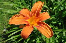 Tiger Lilly Royalty Free Stock Images