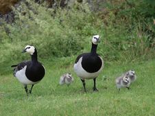 Wild Geese Family Stock Photo