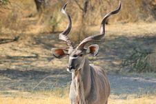 Kudu Bull - Close-up Of Perfection 2 Royalty Free Stock Images
