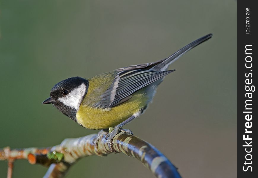 A close up of a wild living great tit (parus major) just leaving the oak branch. The great tit is a very beautiful but common bird in Sweden. A close up of a wild living great tit (parus major) just leaving the oak branch. The great tit is a very beautiful but common bird in Sweden.