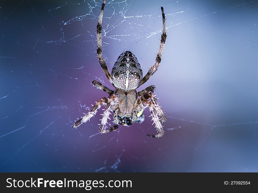 Image of spider feeding on it's prey.