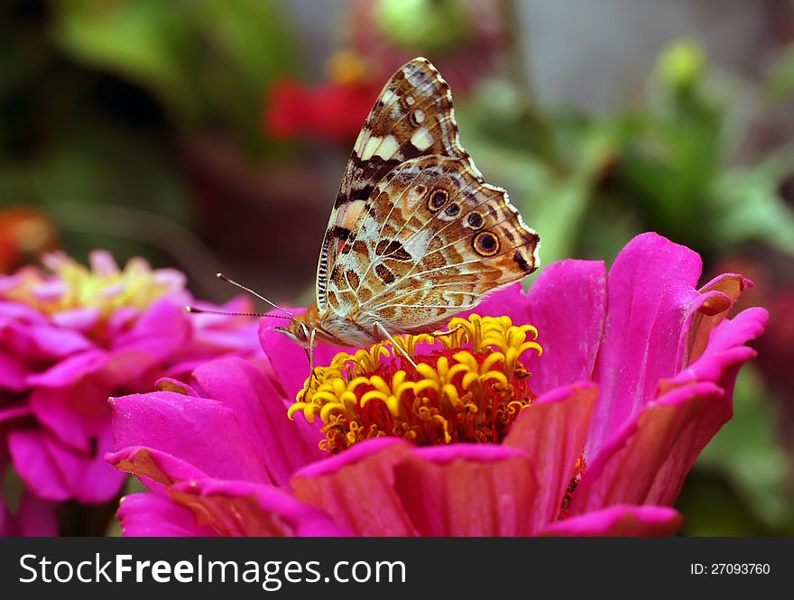 The butterfly collects nectar on flowers