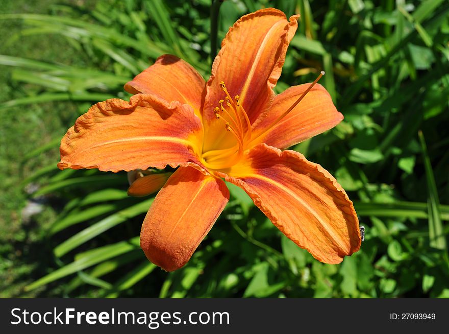 Tiger lilly with green background